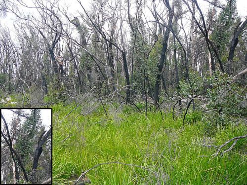 800px-Eucalypt_trees,_Australia,_15_months_after_a_bushfire