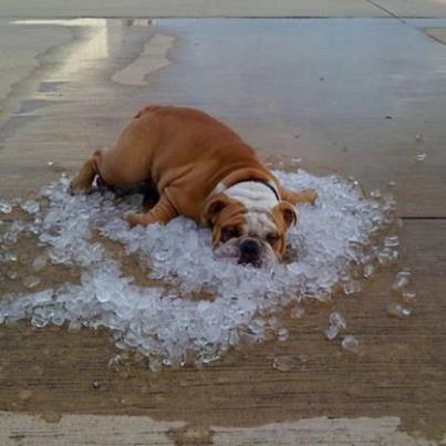 bulldog in ice