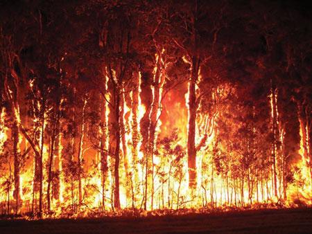 bushfire-trees-australia
