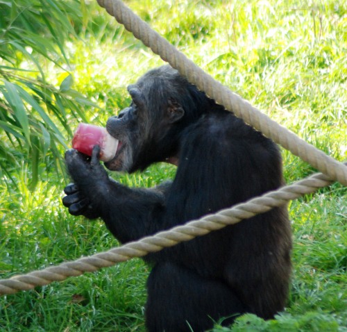 chimpanzee_lollies_3