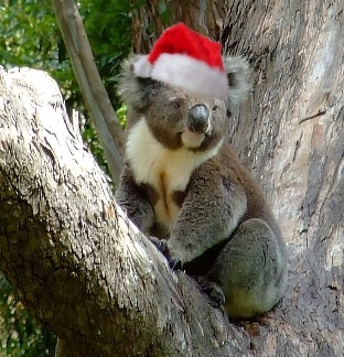 christmas-koala-bear