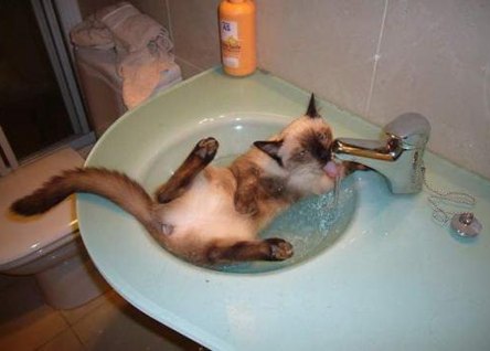 cute_pics-funny_pictures_of_animals-4371_2186_hot-tubbing-cat