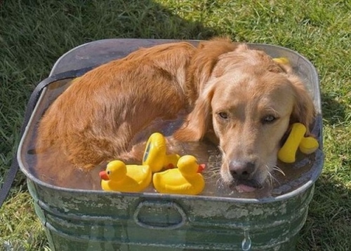 dog in tub