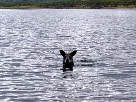 kangaroo_swimming