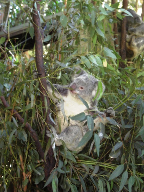 KP Koala 12